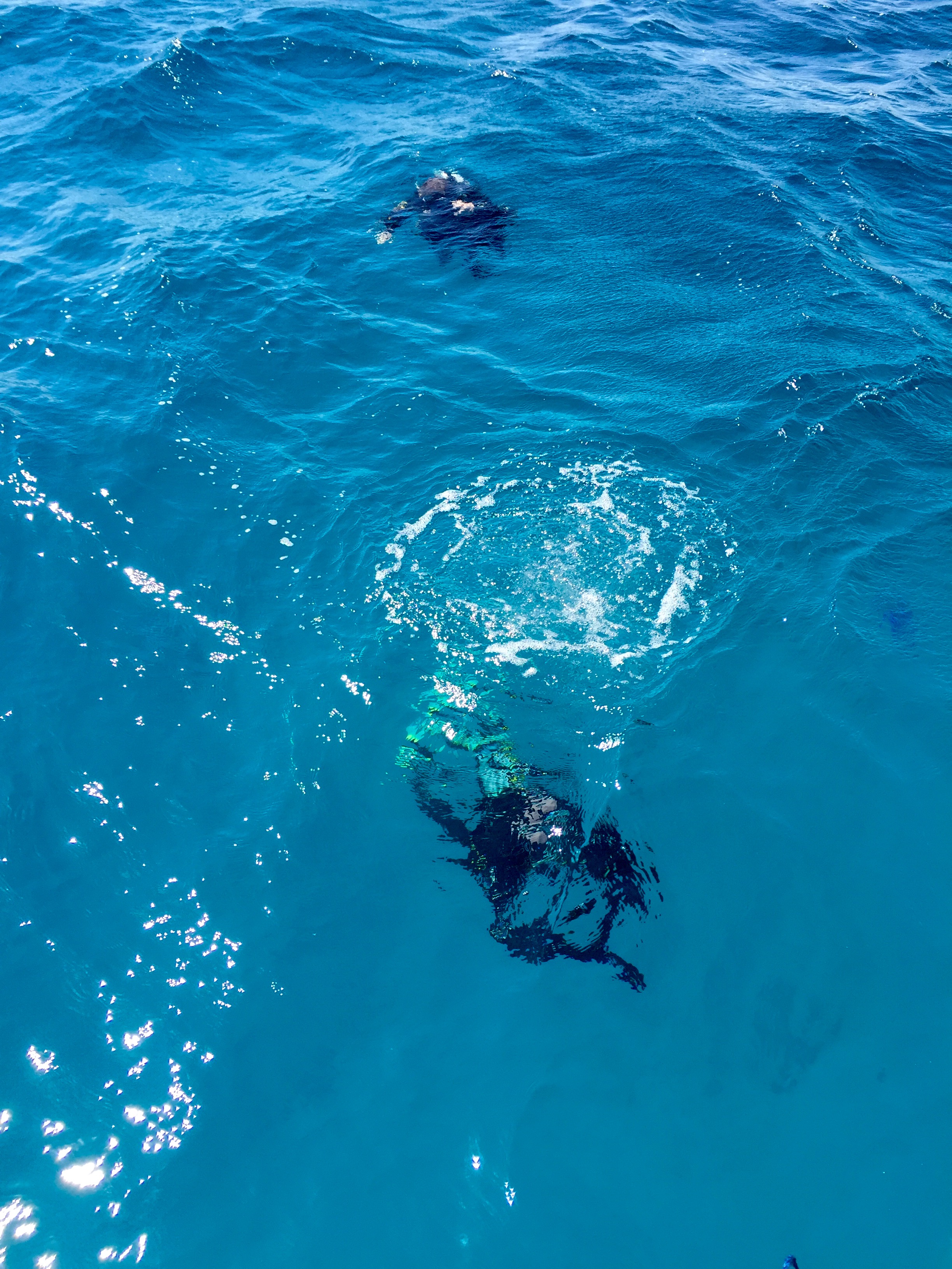 Diving in Red Sea