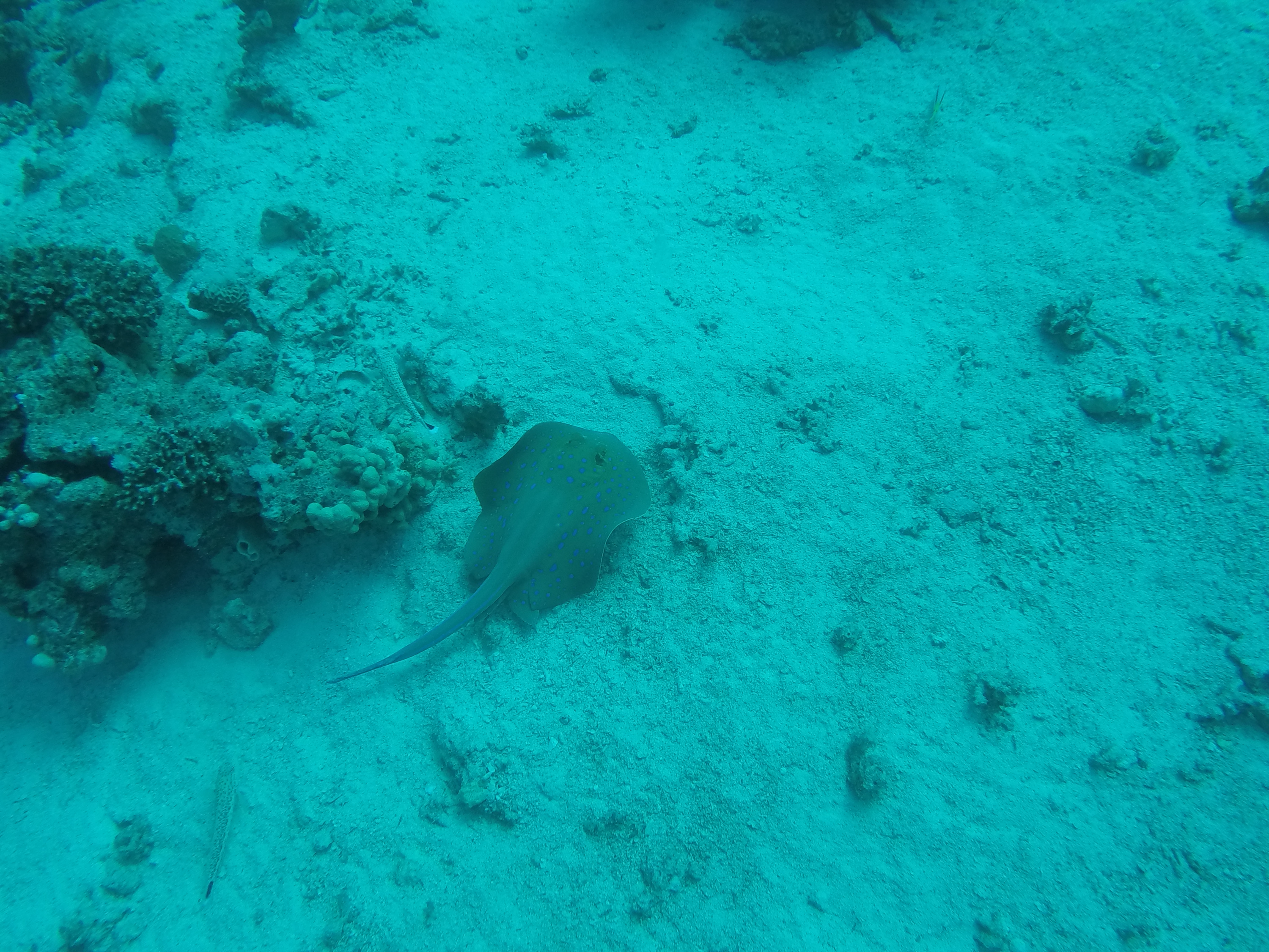 Blue spotted stingray