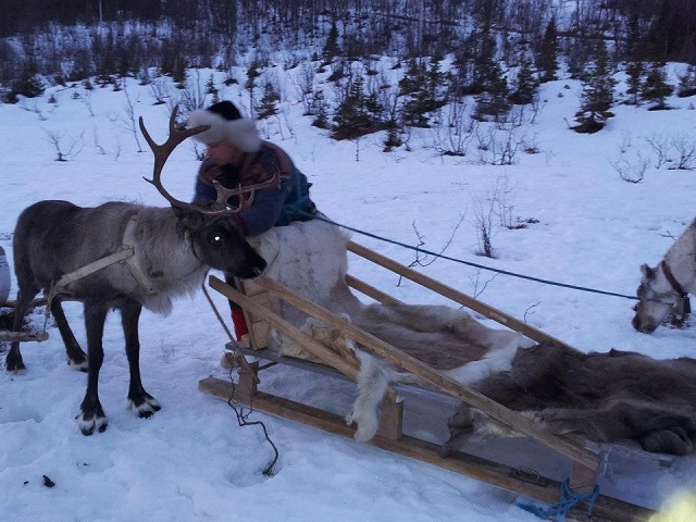 Passeio com renas em Tromsø