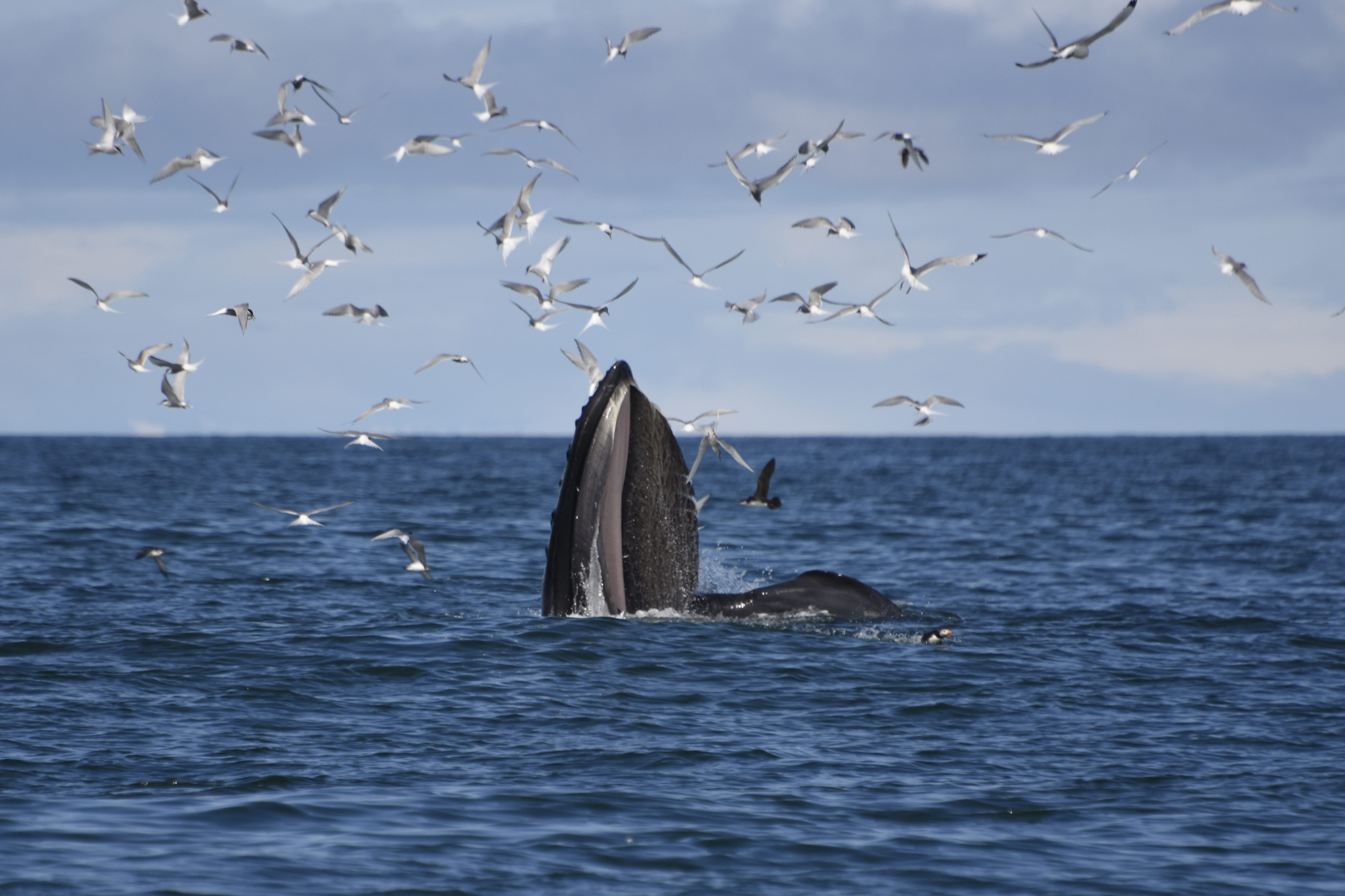 Observação de baleias em Reykjavik – Islândia