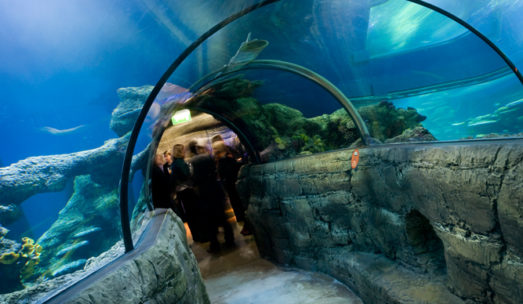 Sea Life London Aquarium- O surpreendente aquário de Londres