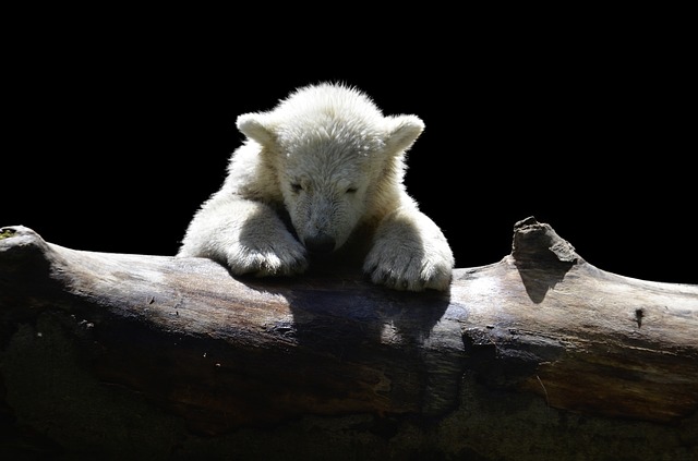 polar-bear-1294563_640