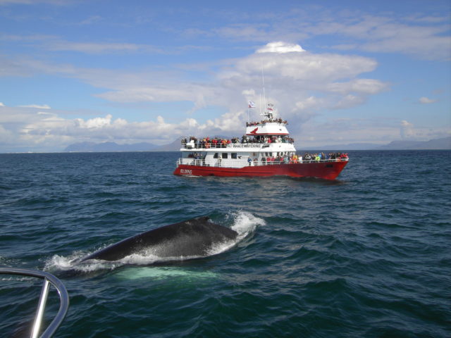 Whale Watching Iceland Humpback Boat Elding