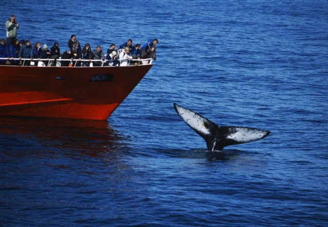 Whale Watching Iceland Humpback Tail
