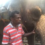 elefante Kerala eusouatoa Livia Aguiar